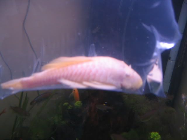 Plecs007.jpg