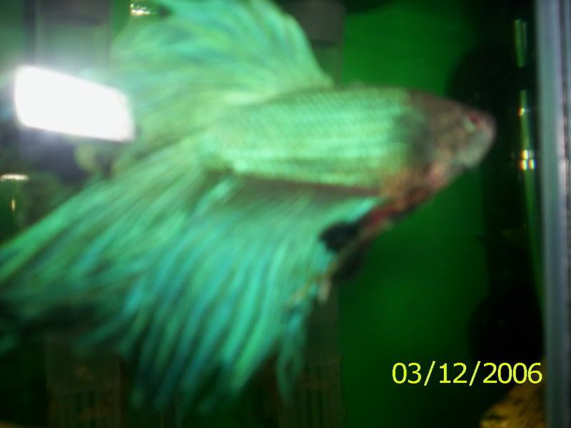 100_1536.jpg