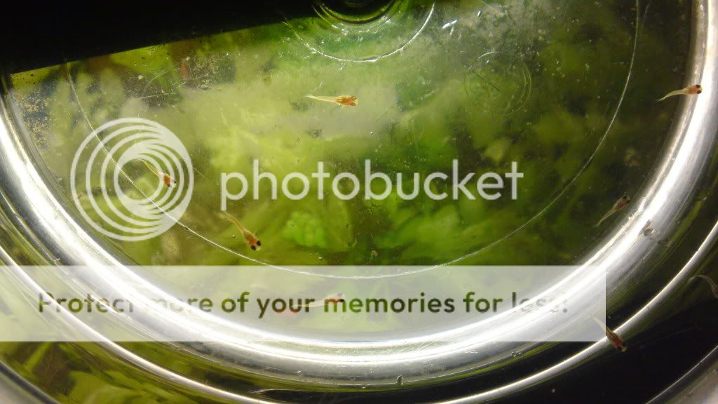 fonepic322.jpg