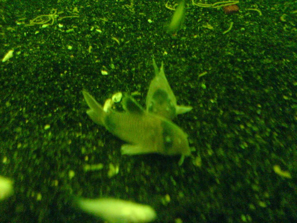 DSC00733.jpg