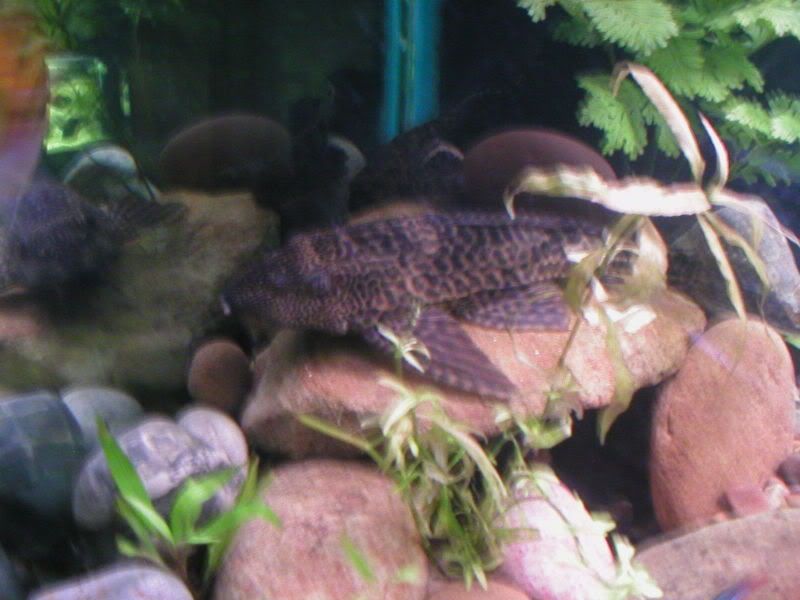 plec3.jpg