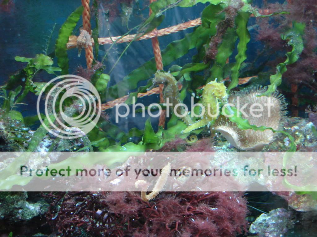 208093sh.jpg