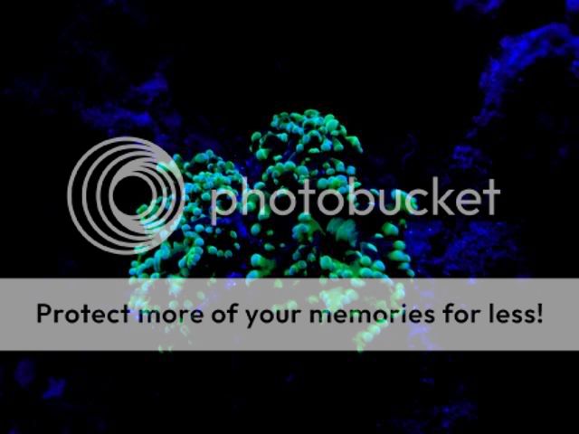 2009_0823Reef0004.jpg
