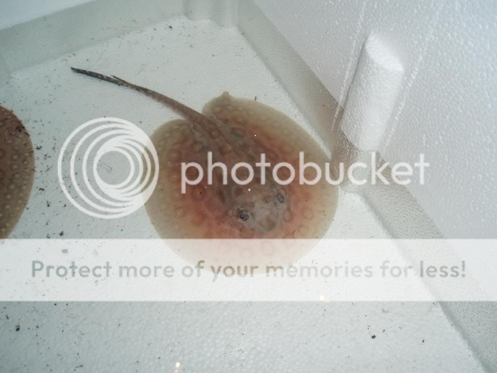 Picture238.jpg