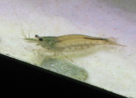 shrimp5.jpg