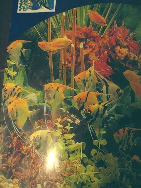 angelfish0022ey22ty.jpg