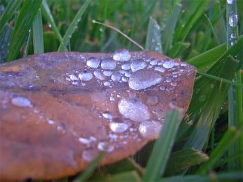leaf3.jpg