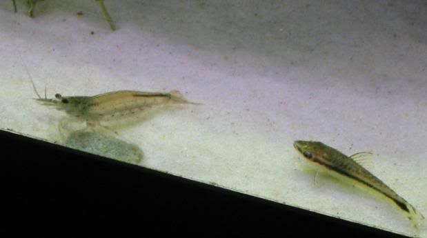 shrimp6.jpg