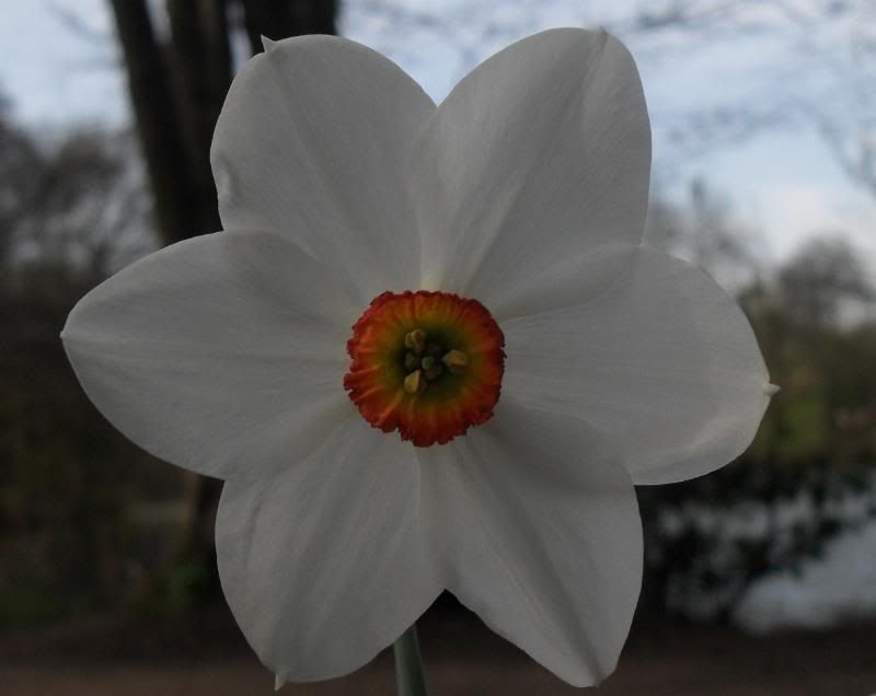 flower2.jpg