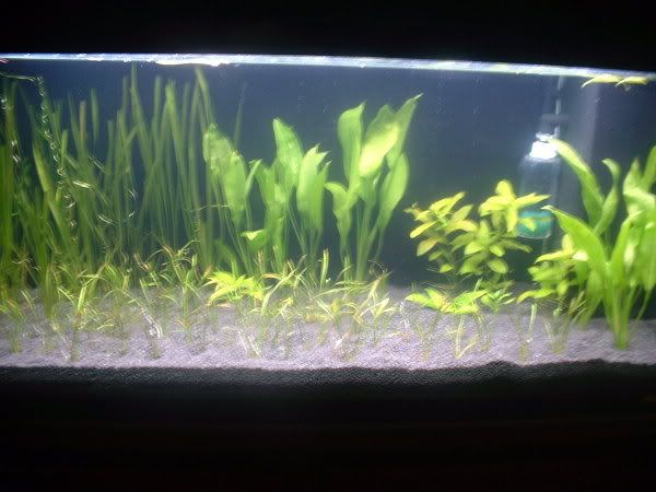 plantedtank4thoct05.jpg