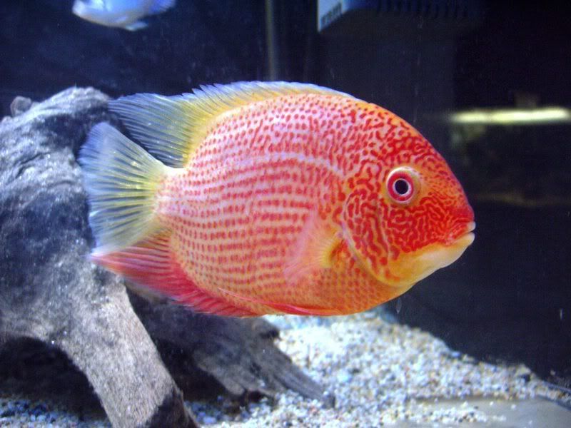 severum1.jpg