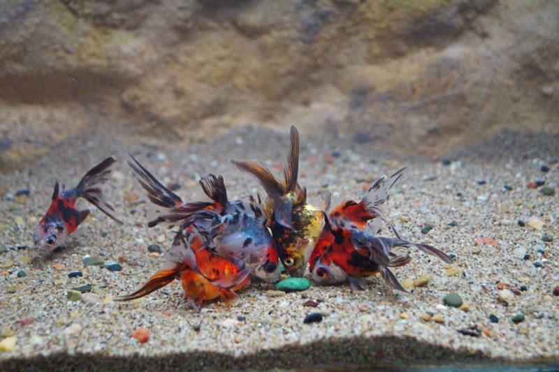 DSC00321%2013th%20Jul%202016.jpg