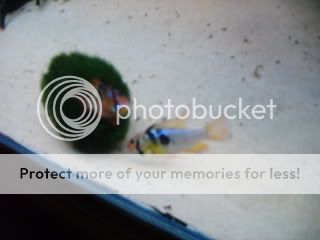 littlefishy037.jpg