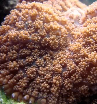 coral2.jpg