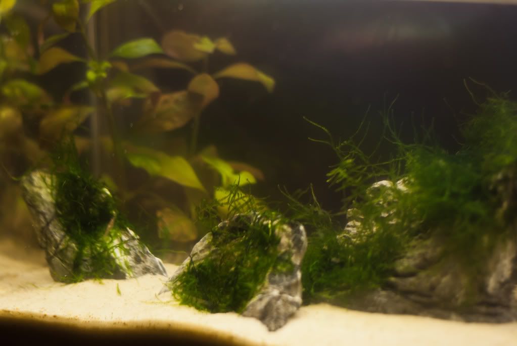 Fish-19.jpg