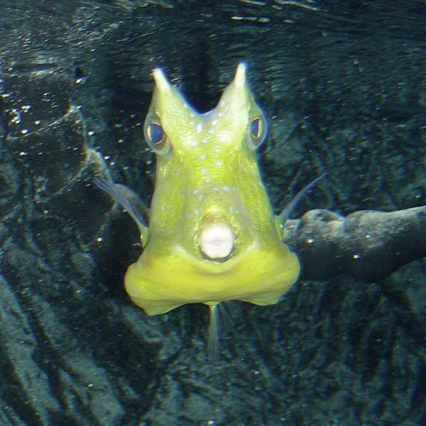 cowfish2.jpg