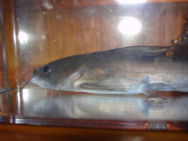 DSC04239.jpg