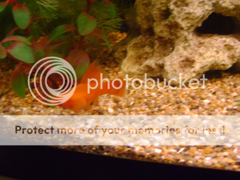 DSC02616.jpg
