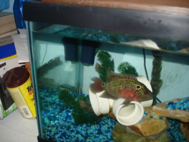 DSC01454.jpg