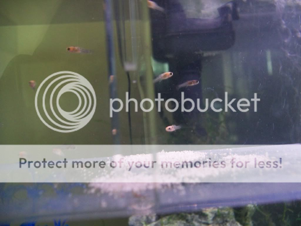 orangefish011.jpg