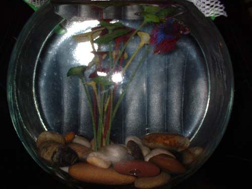 Mikosbowl.jpg