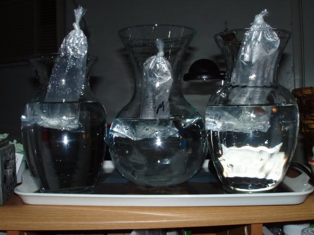 Synirrbabies007.jpg