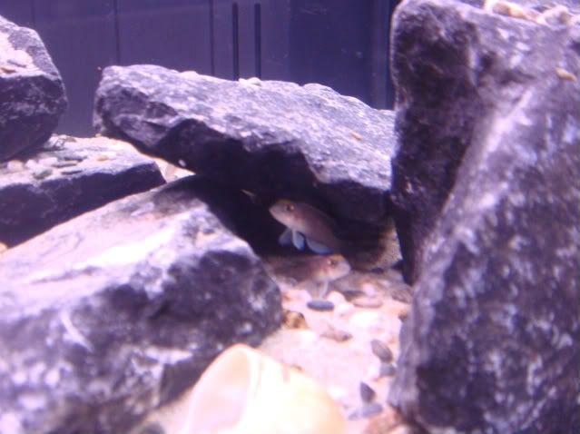 shelliebiotope008.jpg