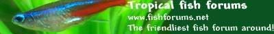 tffadvertattempt3copy.jpg