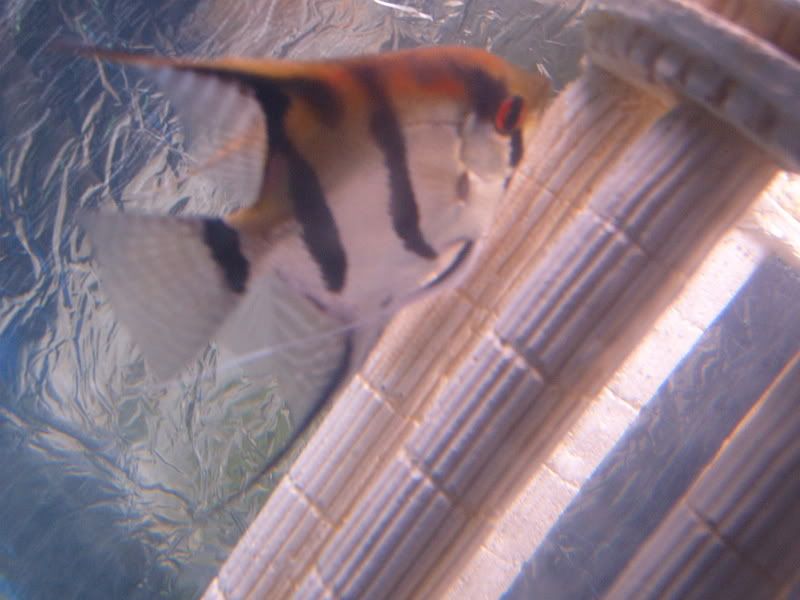 S4300215.jpg