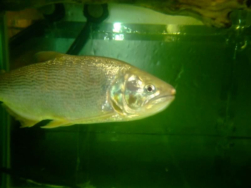 DSCF2507.jpg