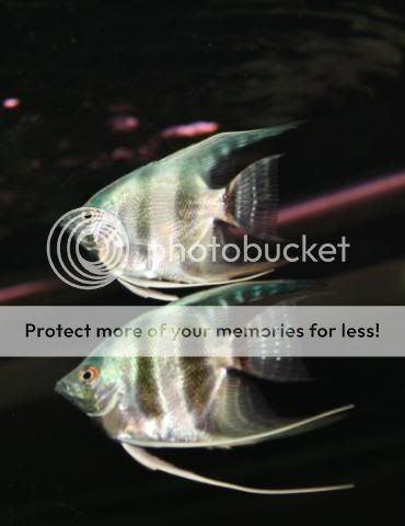 Fish21-06-09038.jpg