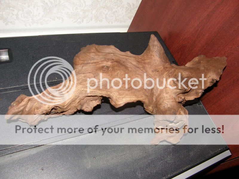 bogwood.jpg