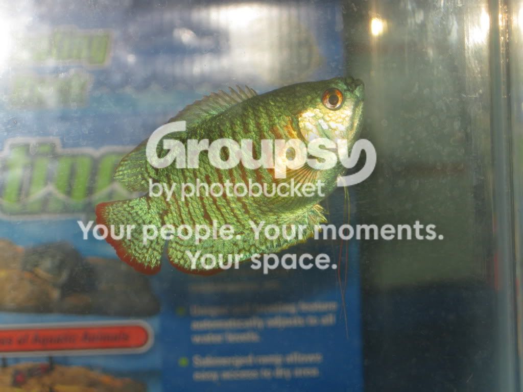 SpringFishExpo10004.jpg