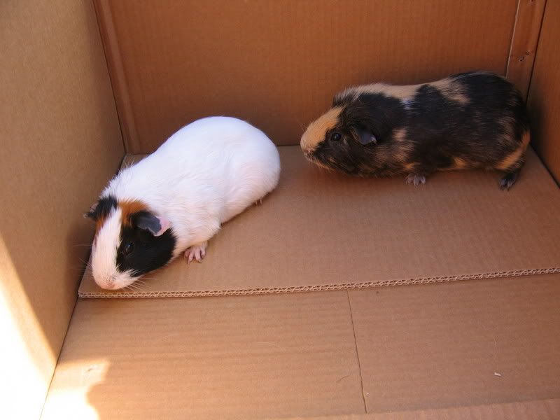 piggys002.jpg