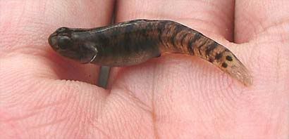 goby5a-matang.jpg