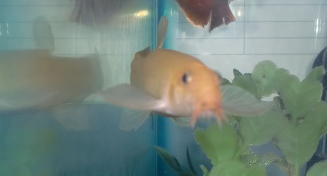 loach.jpg
