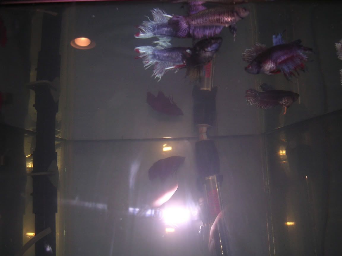 betta5.jpg