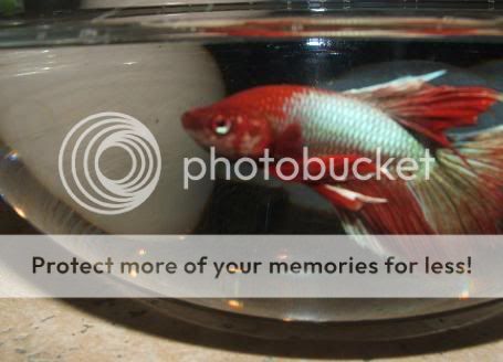 bettas095.jpg