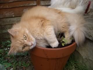 cat054.jpg