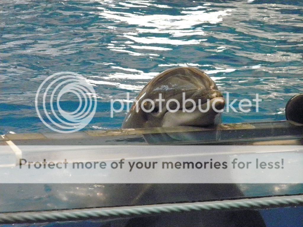 Aquarium27.jpg