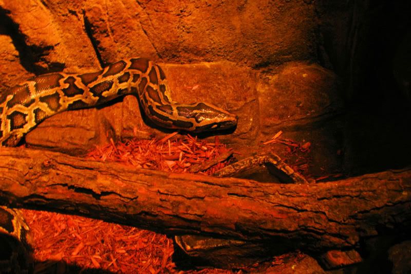 snake1.jpg
