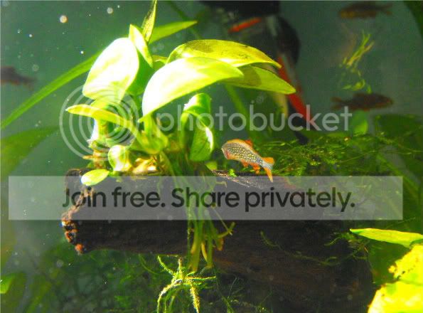 2010_0621sickrasbora0006.jpg
