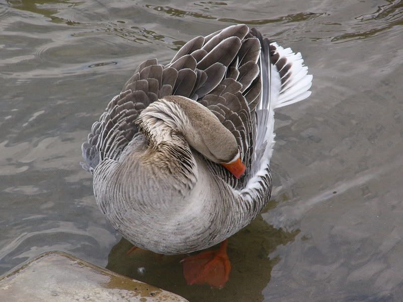 P1000906.jpg