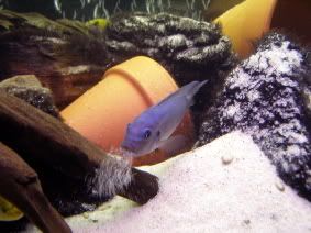 cobaltblue5.jpg
