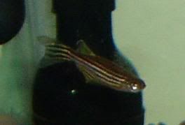 theotherbiggerzebradanio.jpg