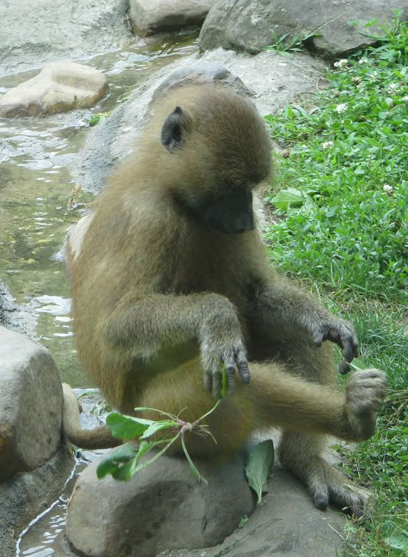 BabyBaboon.jpg