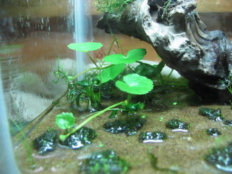 25growth008.jpg