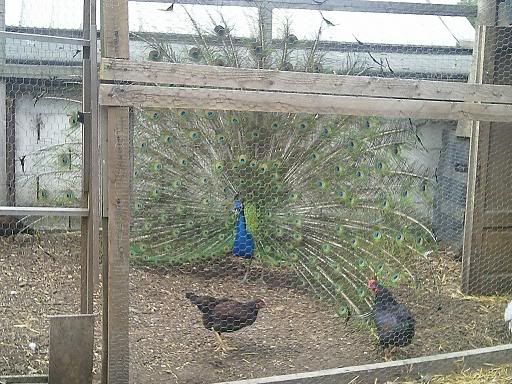 Photo0099.jpg