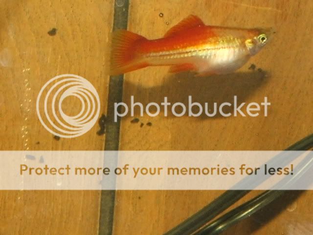 swordtail002.jpg