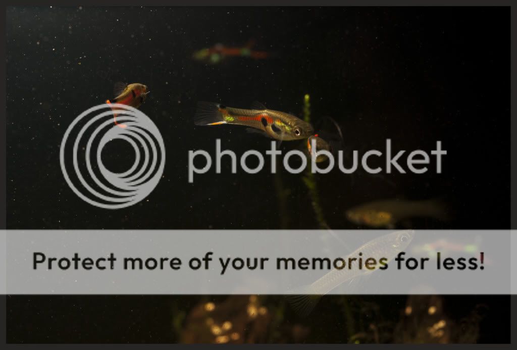 fish2.jpg